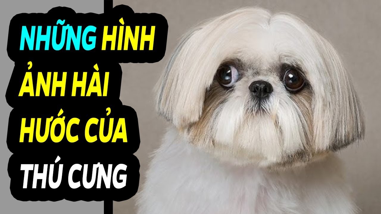 Hình ảnh mặt cười siêu dễ thương hài hước đẹp nhất