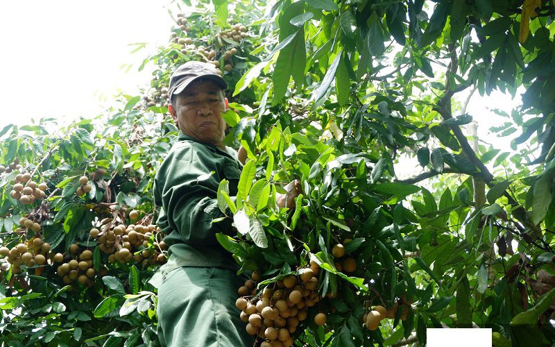 Bạn mơ thấy nhãn, nên đặt cược vào con số nào? Giải mã giấc mơ thấy nhãn - Thenyic