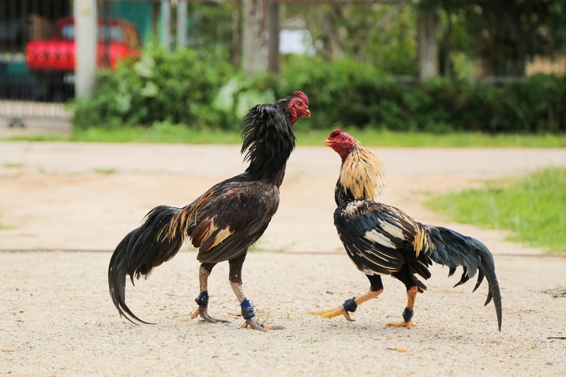 Cách nuôi gà chọi chuyên nghiệp hiệu quả ở từng giai đoạn