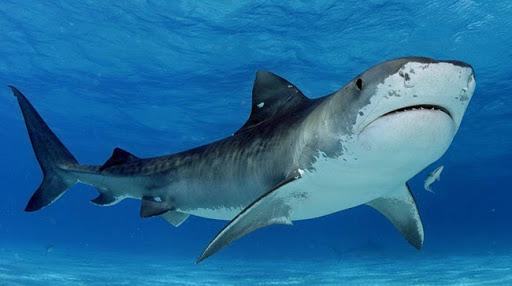 Mơ thấy cá mập có phải điềm xấu? Giải mã giấc mơ về cá mập