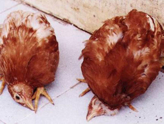 Nguyên nhân và cách phòng bệnh tả ở gà hiệu quả